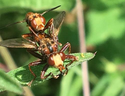 Réf. 236 250 : Sicus ferrugineus